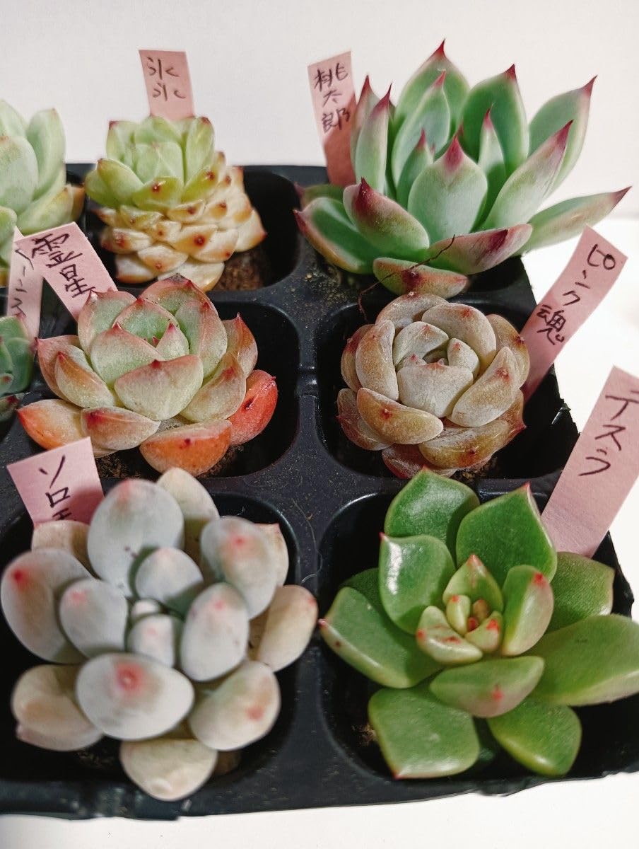 【多肉植物】Echeveria 35品種セット(被り無し)② 多肉植物】Echeveria 35品種セット(被り無し)② - メルカリ